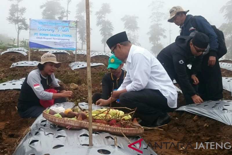 Penanaman bawang putih di Temanggung capai 1.930 hektare