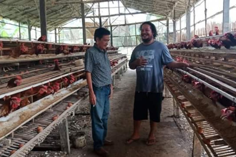 Pemkab Barito Utara Rangkul Perusahaan Kembangkan Ternak Ayam