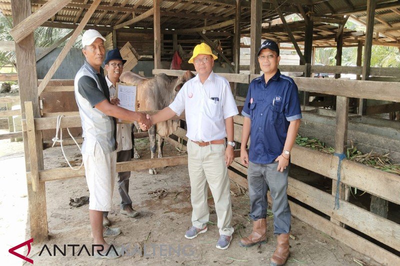 Pemkab Lamandau uji coba program plasma sapi
