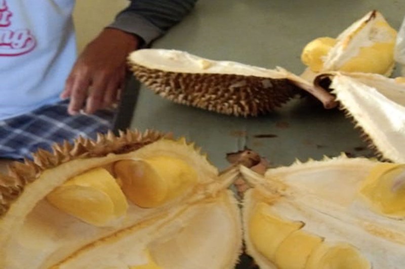 Durian ternyata nirkolesterol, justru kaya gizi