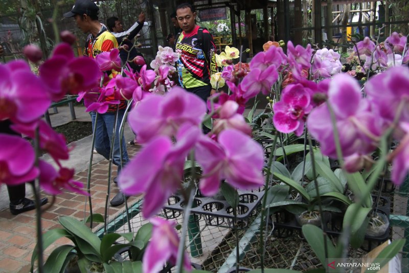 Kampoeng Anggrek Kediri Nikmati Pesona Bunga Eksotis