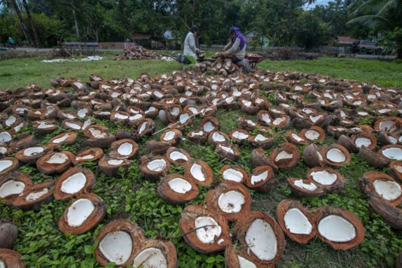 Petani kelapa harap Pemprov Sulteng stabilkan kembali harga kopra