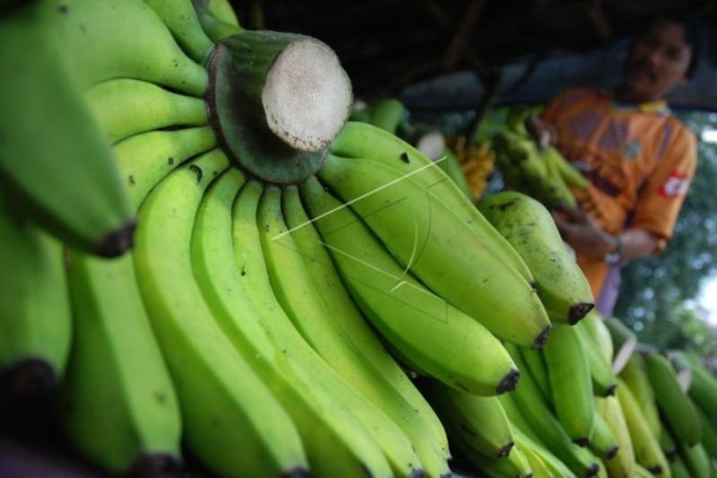 Pisang Ambon Lumut tengah dikembangkan di Sukabumi