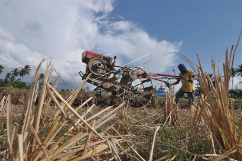 Petani Sigi mulai garap kembali lahan pertanian pascagempa