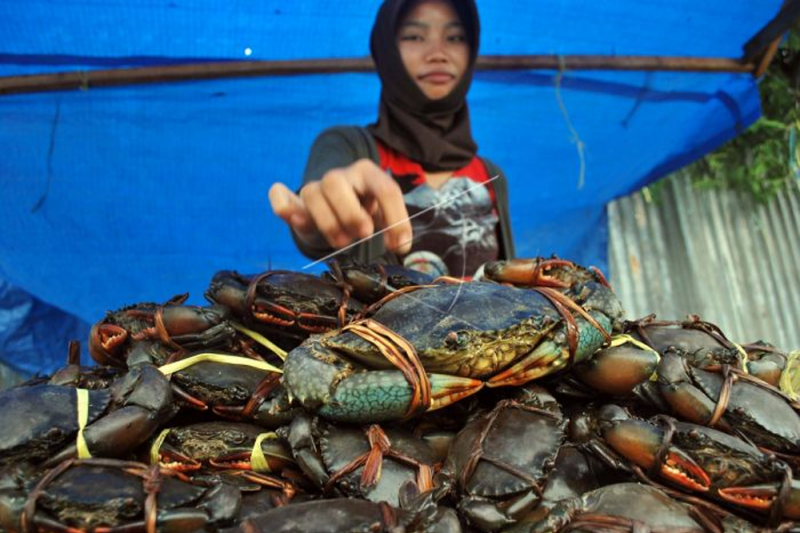 Gubernur Kalbar ingin Kepiting Bakau jadi potensi utama