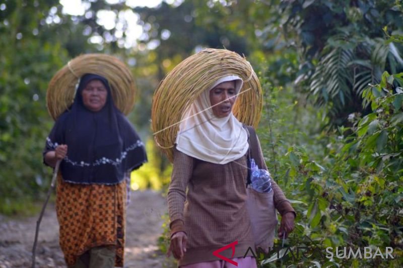 PEREMPUAN PENCARI ROTAN