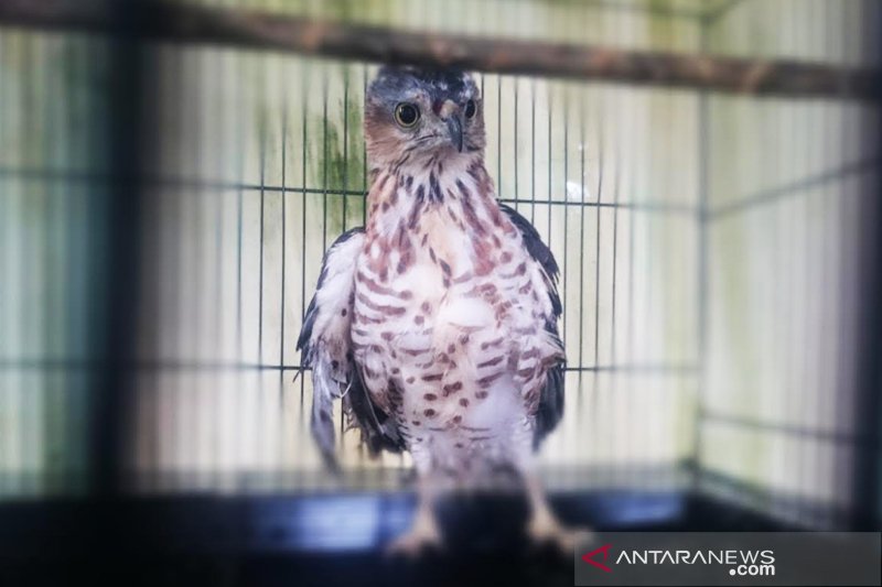 Warga Sampit Serahkan Elang Jenis Alap Alap Yang Hampir