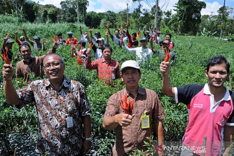 Petani lereng Merbabu Boyolali panen raya cabai