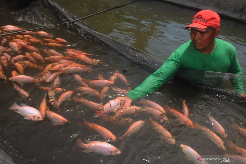 Babinsa Musirawas budidayakan ikan nila dan lele