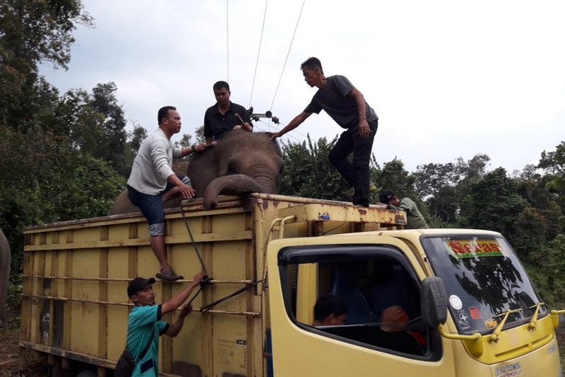 Delapan gajah di hutan konservasi terpaksa dievakuasi