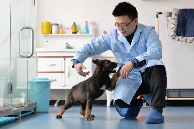 Ilmuwan China mengkloning anjing polisi "Sherlock Holmes"