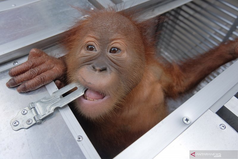 Upaya penyelundupan Orang utan