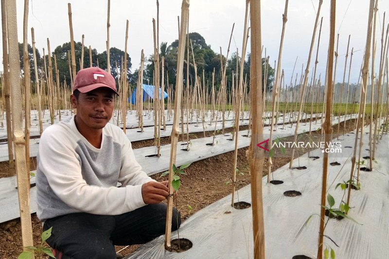 Indef menyoroti tantangan sektor pertanian bagi pemerintahan baru