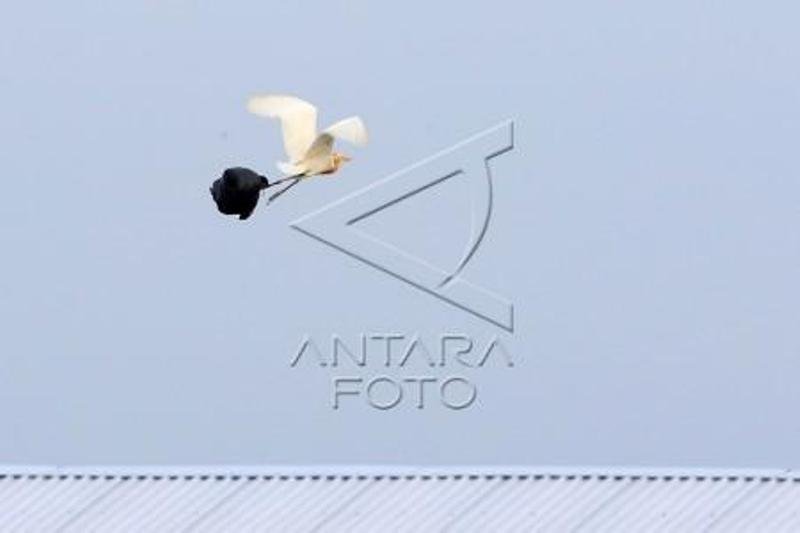 Burung Laut Terdampak Sampah Plastik Antara News Palu Sulawesi