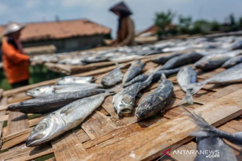 Gambar Ikan Layang Radea