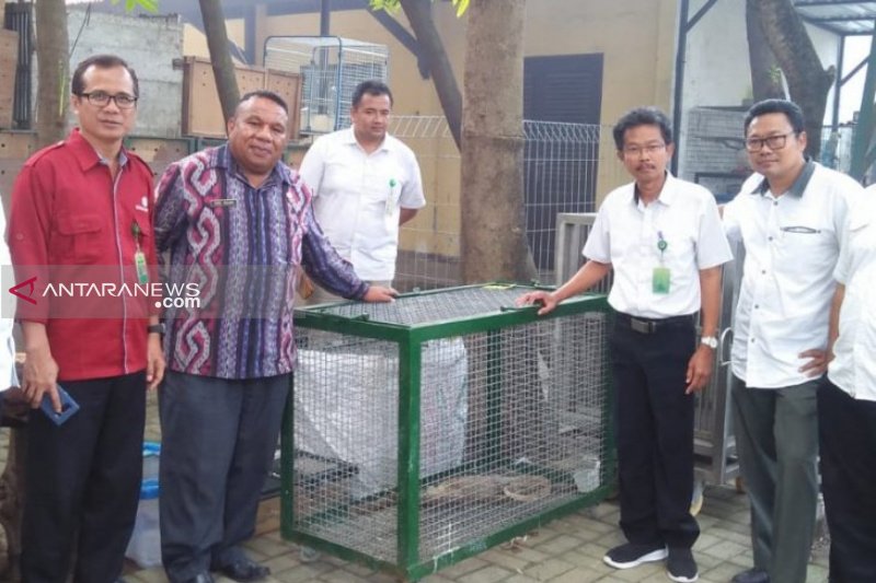Akankah bayi Komodo dikembalikan ke habitatnya di TNK?