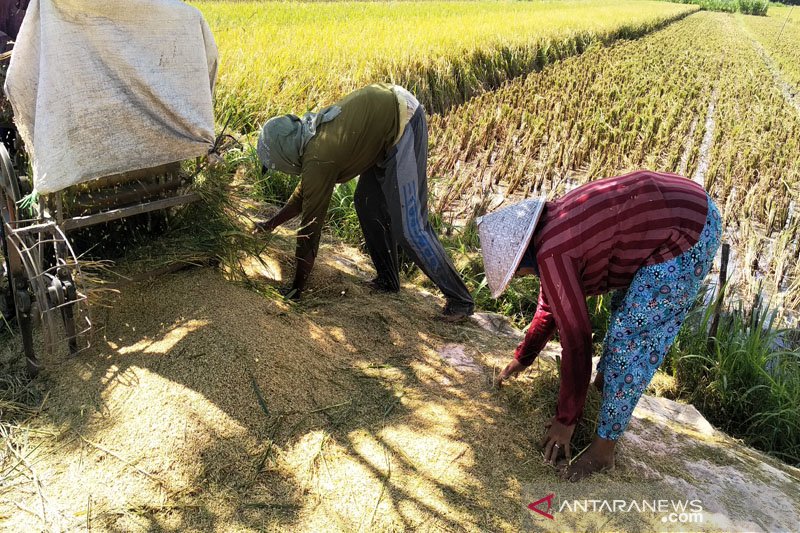 Persawahan di Kulon Progo memasuki panen raya (VIDEO)