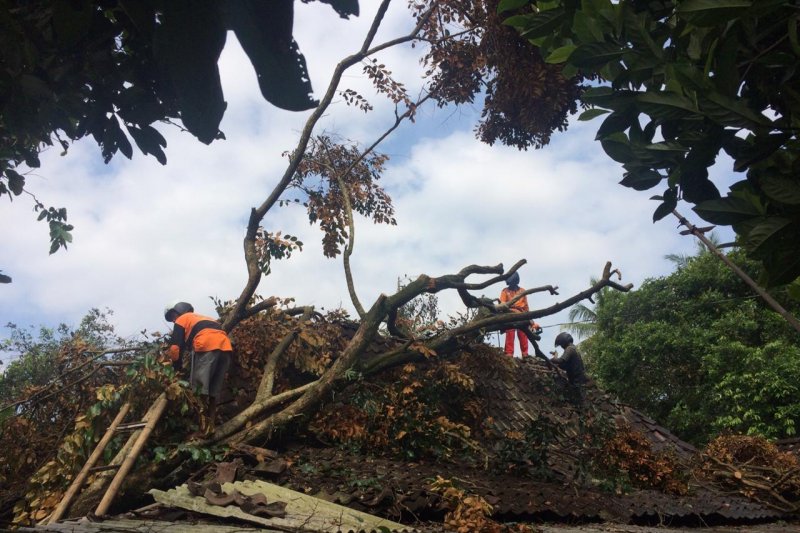 Angin kencang menumbangkan pepohonan di Sleman