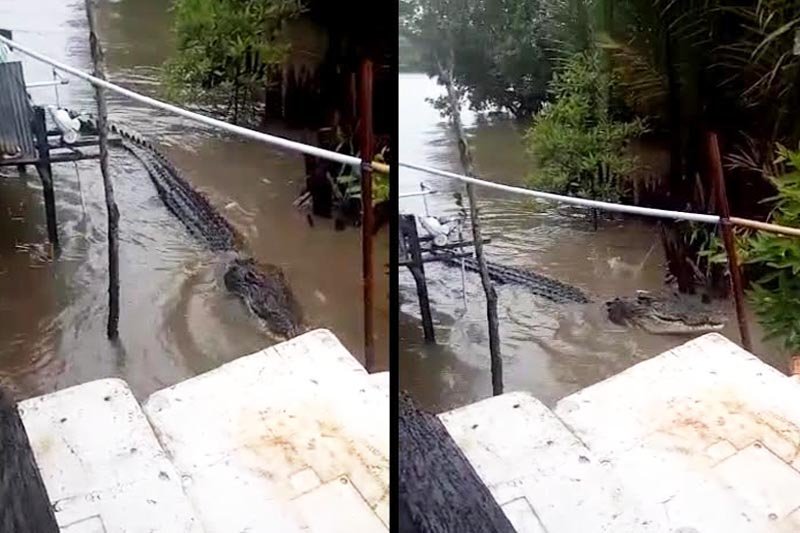 Buaya datang karena bangkai binatang dibuang ke aliran sungai