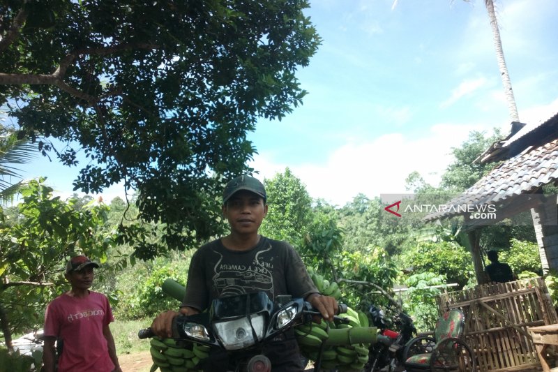 Petani : Harga komoditas perkebunan masih rendah