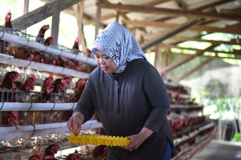 Pengembangan Peternakan Ayam Petelur Di Kobar Mendapat Dukungan