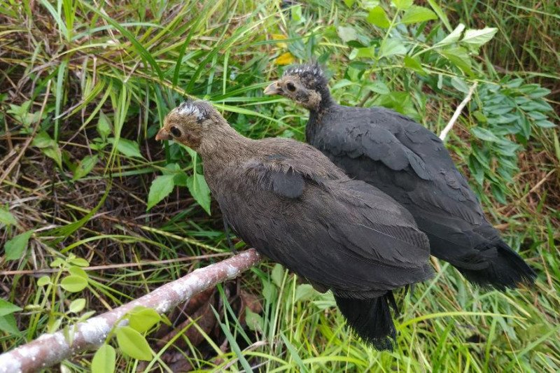 Maleo Di Penangkaran Ex Situ Pt Dslng Banggai Bertelur Antara