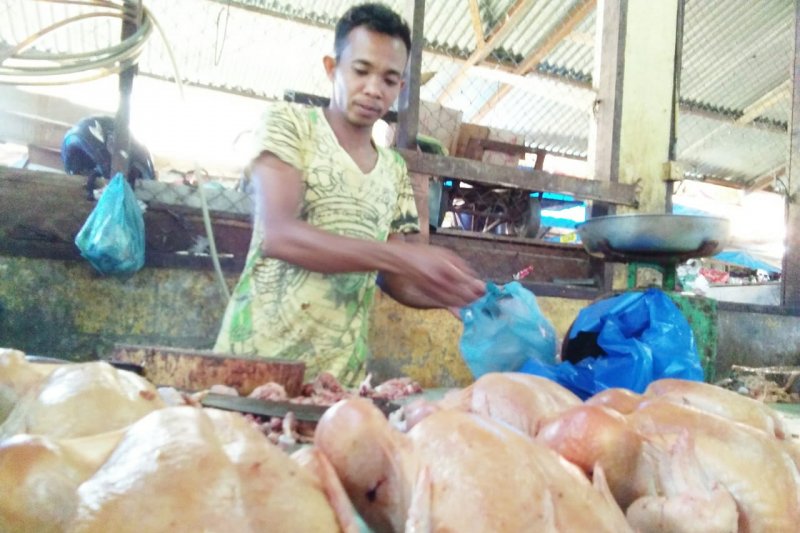 Aceh Barat kekosongan stok ayam pedaging