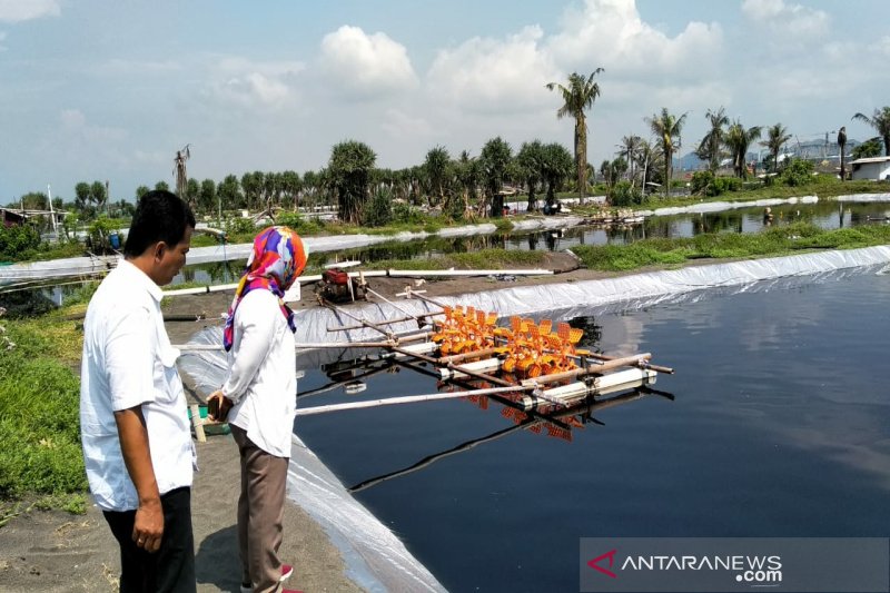 Tambak udang di selatan Bandara Internasional Yogyakarta aktif