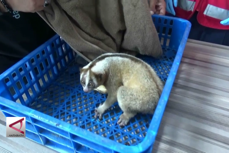 Kukang Yang Tersesat Itu Telah Diselamatkan Antara News Papua