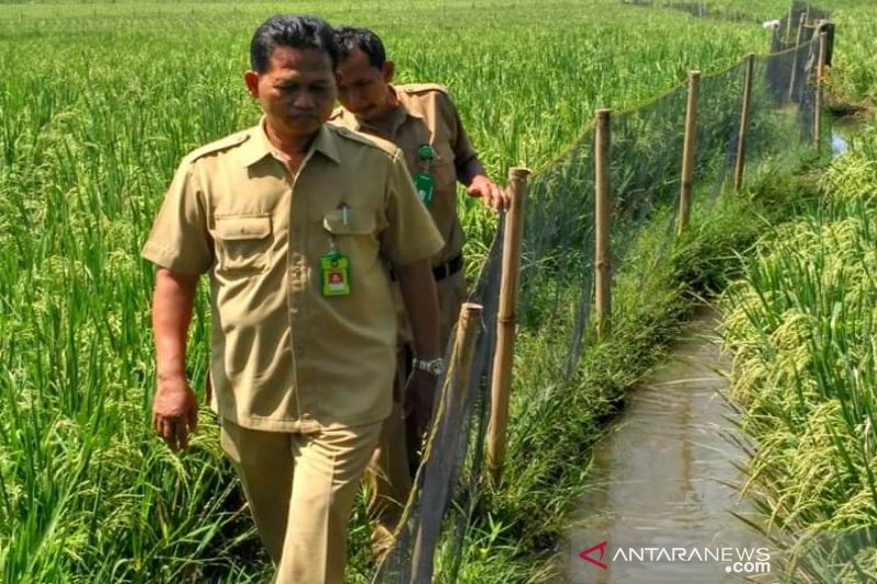 DKP Kulon Progo mengembangkan mina padi di Kalibawang