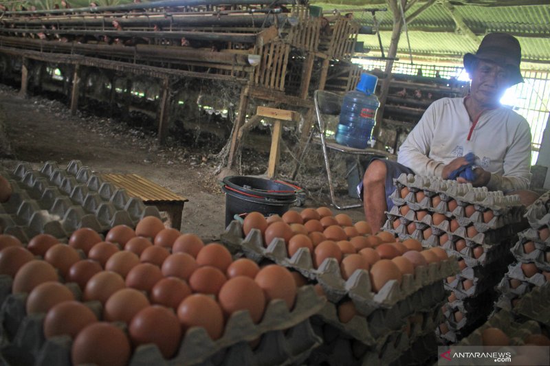 Harga telur turun