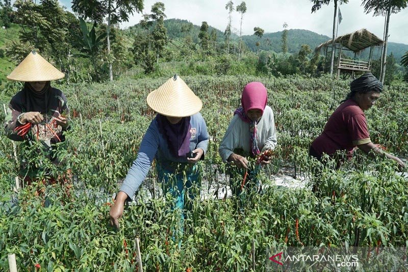 Panen cabai di Boyolali melimpah