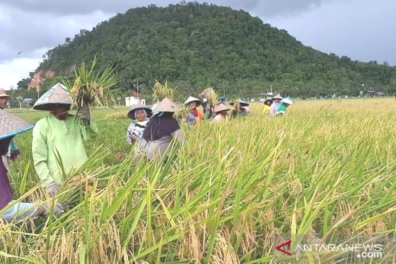 Investor meminati perusahaan rintisan lokal teknologi peternakan