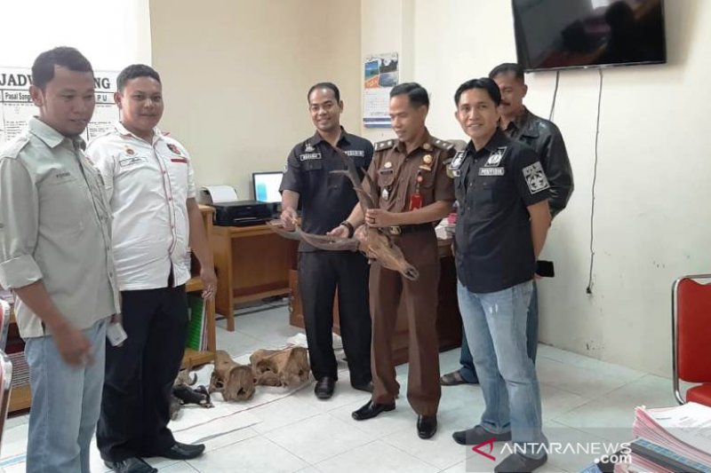Polres Agam limpahkan tersangka dan barang bukti kasus satwa dilindungi