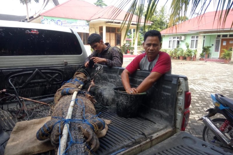 BKSDA Agam lepasliarkan buaya muara yang ditangkap warga