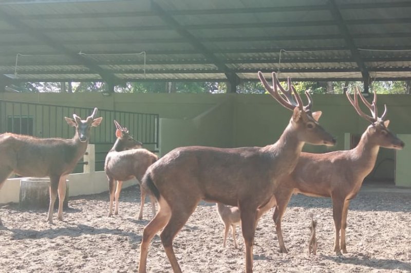 Taman Satwa Taru Jurug Solo tambah koleksi rusa
