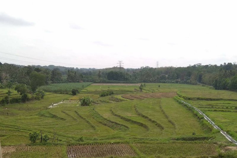 Produksi padi di Kota Metro Lampung terancam menurun