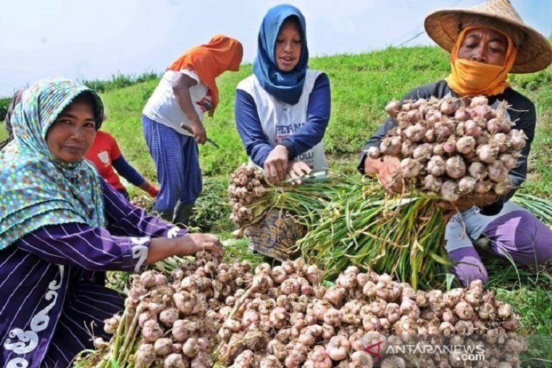 Kementan sebut 200 kabupaten di tanah air bisa menjadi sentra bawang putih