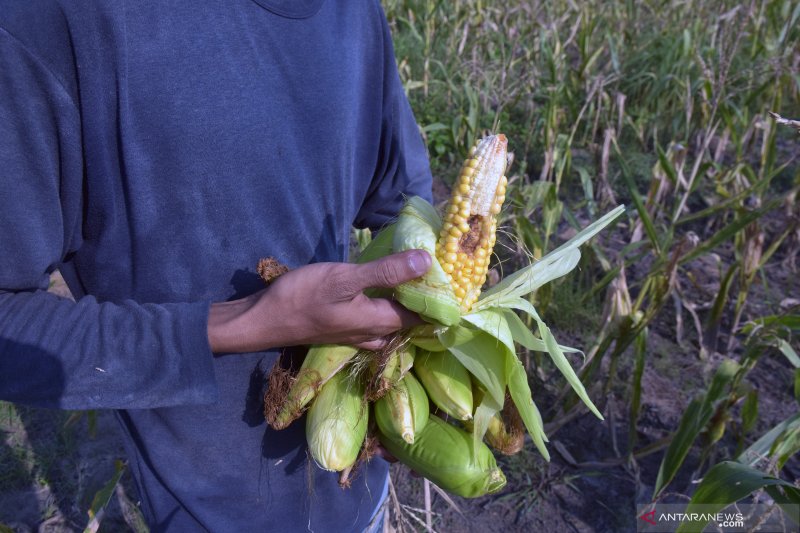 Petani di Donggala gagal panen