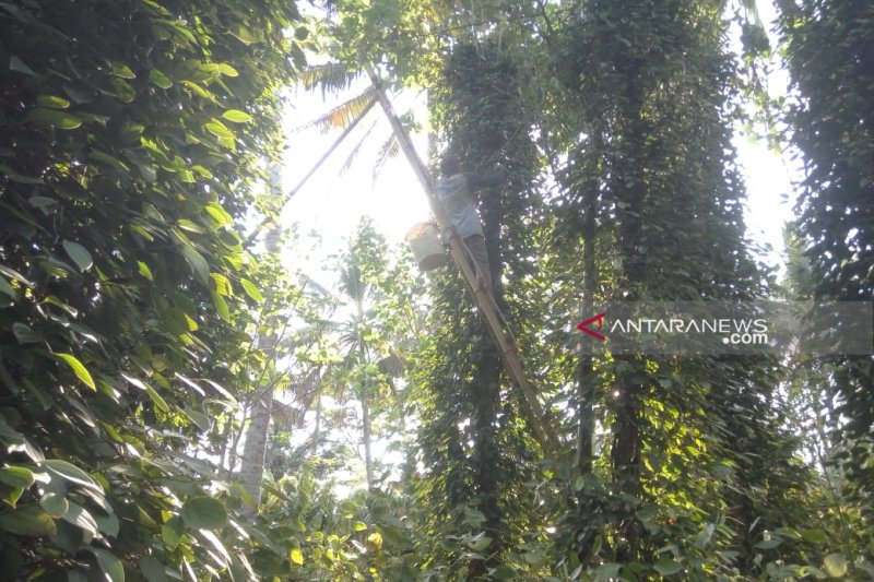 Lampung Timur Panen Lada