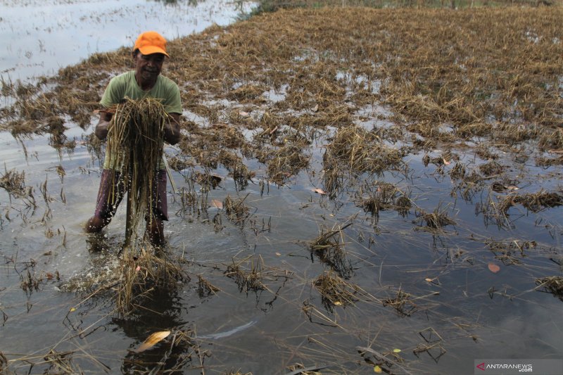 70 ribu hektare tanaman padi di Konawe gagal panen akibat banjir