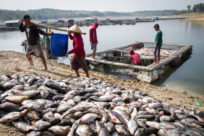 Ikan Keramba Waduk Kedung Ombo Mati Antara News Kalimantan