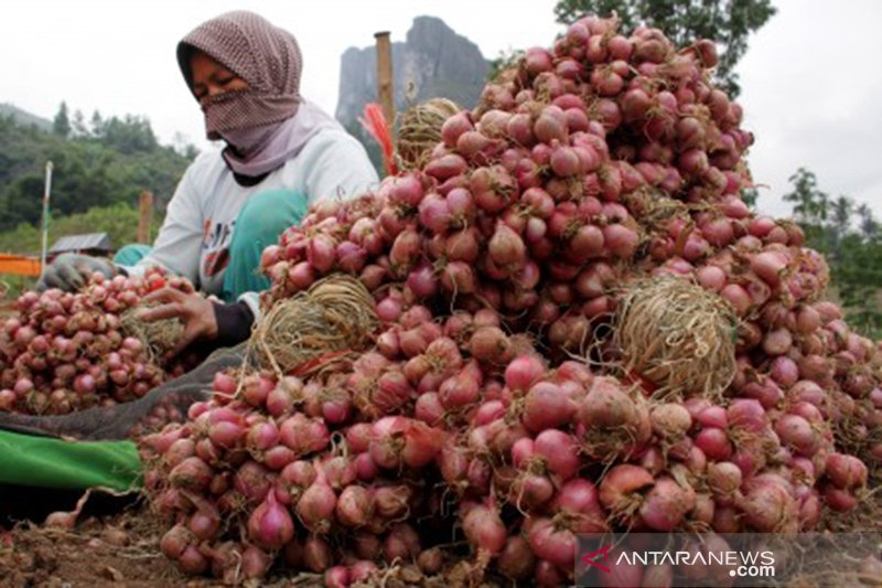 Panen bawang merah