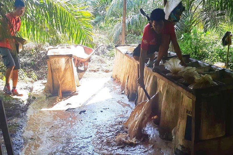 Pabrik miras di tengah kebun sawit ini beromset ratusan juta