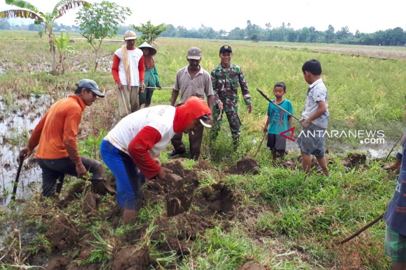 Babinsa Musirawas berantas hama tikus persawahan