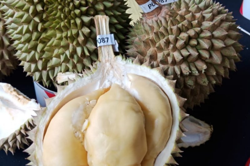 Download 62 Gambar Durian Ioi Paling Bagus HD