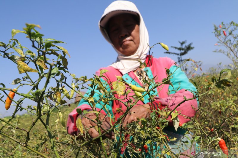 Harga cabai rawit di Kediri naik seiring musim panen raya cabai berakhir