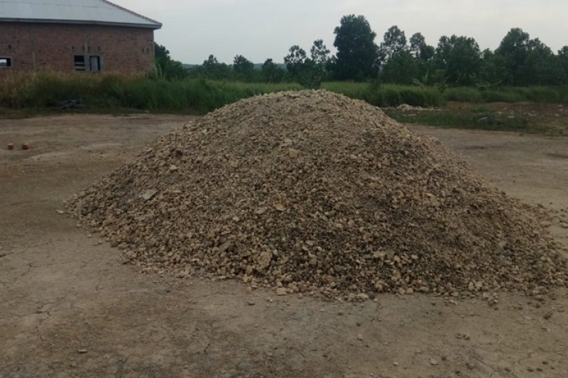 Harga singkong di Mesuji capai Rp1.100/kg