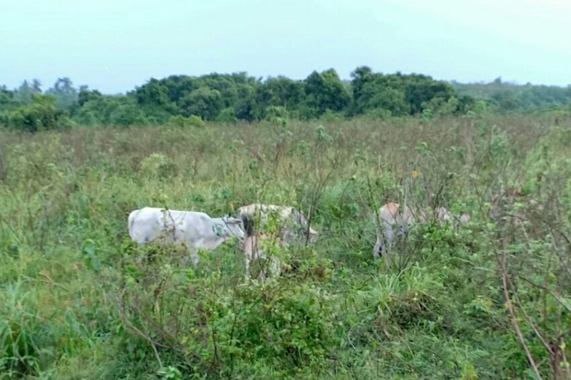 Ratusan Ekor Ternak Kerbau Di Tn Way Kambas Dikeluarkan