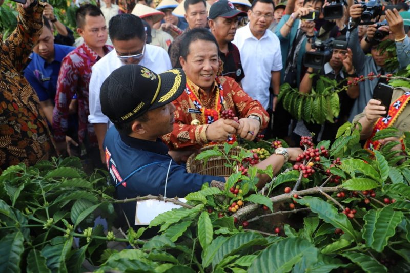 Petani mengeluh, harga biji kopi Lampung turun Rp18.000/Kg